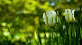 All Our Up-Coming Courses & Workshops www.NottinghamMindfulnessGroup.co.uk